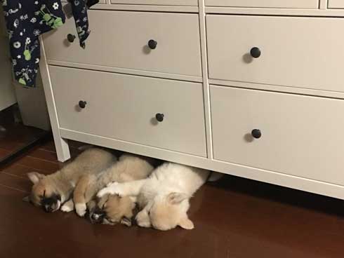 モッフモフな3匹の子犬の破壊力 タンスの下で寝るケルベロス 寝るべロス が恐ろしいほどのかわいさ ねとらぼ
