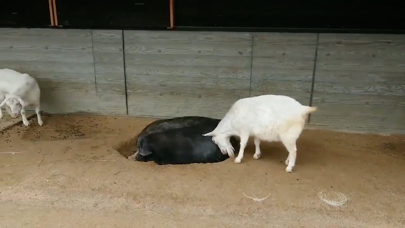 豚のおしりを押し続けるヤギ Vs 嫌がり続ける豚 終わらないヤギの暴挙に抗議する豚の攻防が面白い ねとらぼ