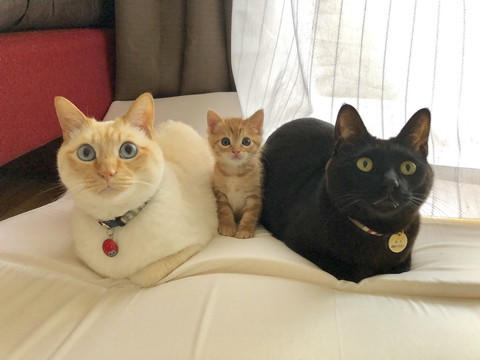 かぞくが増えましたにゃ 大 小 大で一列に並んだ猫ちゃんズが家族の集合写真みたいでかわいい ねとらぼ