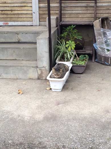 散歩 猫 生えてた 鉢植え プランター 寝る 初夏