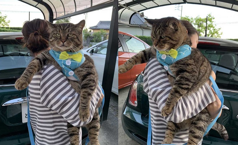 大型のネコ科動物かな 猫か疑うレベルでデカい猫ちゃんの抱っこ姿が驚きの貫禄とかわいさ ねとらぼ