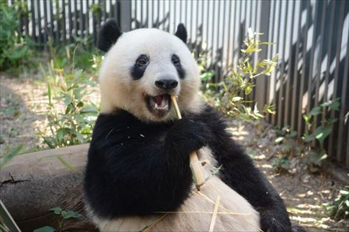 もうすぐ2歳だよー 上野動物園でジャイアントパンダ シャンシャン の誕生記念企画を実施 ねとらぼ