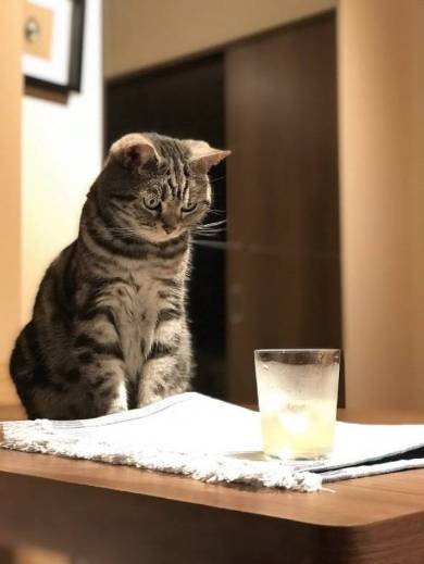 かれこれ分くらい次の カラッ を待ってる グラスに入った氷の音を聞きたい猫のまなざしが真剣 ねとらぼ