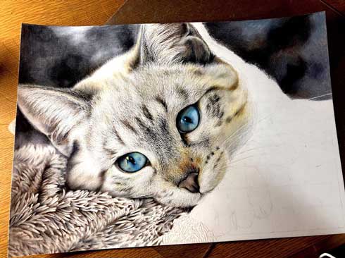 毛布と猫ちゃんのモフモフ感がすごい 色鉛筆で描いたリアルな猫の絵に 色鉛筆の域を超えている の声 ねとらぼ