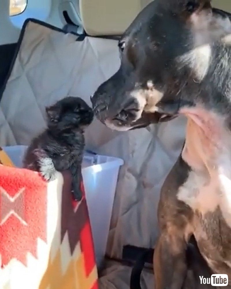 優しいまなざしにキュン とっても優しい闘犬と子猫の凸凹コンビ ねとらぼ