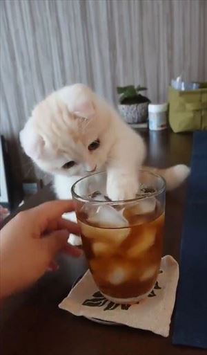 麦茶と猫ちゃん