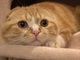 ヒカキン家の猫「まるお」と「もふこ」が1歳に　誕生日プレゼントのキャットタワーを気に入ってくれるのか!?