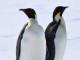 ペンギンの個体数を観測するお仕事です　キッザニア東京で生物学者や研究員の体験から地球環境を考える3つの「研究所」パビリオンが期間限定オープン