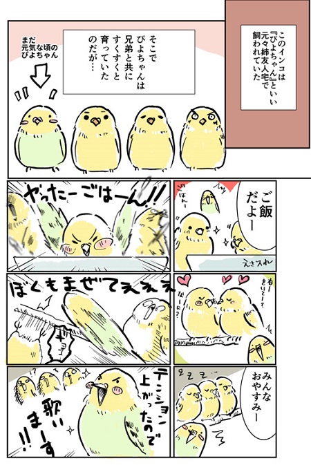 自信喪失でボロボロだったインコが100年に1羽のかわいいインコに 母セラピー で復活したインコの漫画 ねとらぼ