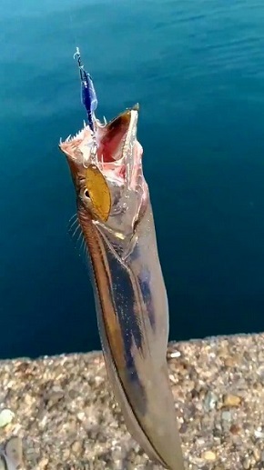 美しすぎる太刀魚