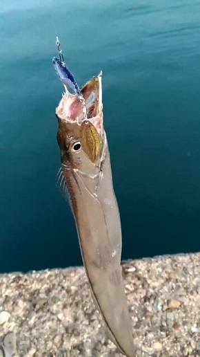 美しすぎる太刀魚