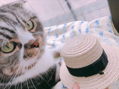 カールおじさんみたいかニャ 麦わら帽子で夏を先取りする猫ちゃんがかわいい ねとらぼ