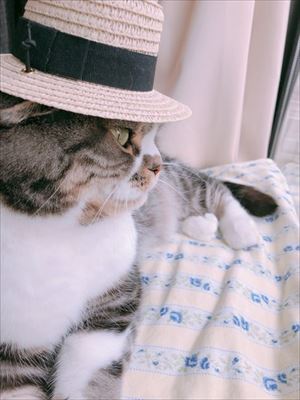 カールおじさんみたいかニャ 麦わら帽子で夏を先取りする猫ちゃんがかわいい ねとらぼ