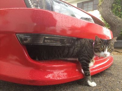車から出てくる猫ちゃん