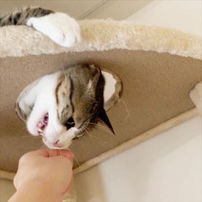 カプッとニャ 握手会のはずなのに ついついお口が出てしまうキジ白の猫 すずめちゃん ねとらぼ