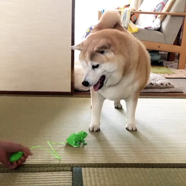 カエル ぴょん ワンコ ぶるん おもちゃの動きに連動する柴犬のリアクションが面白かわいい ねとらぼ