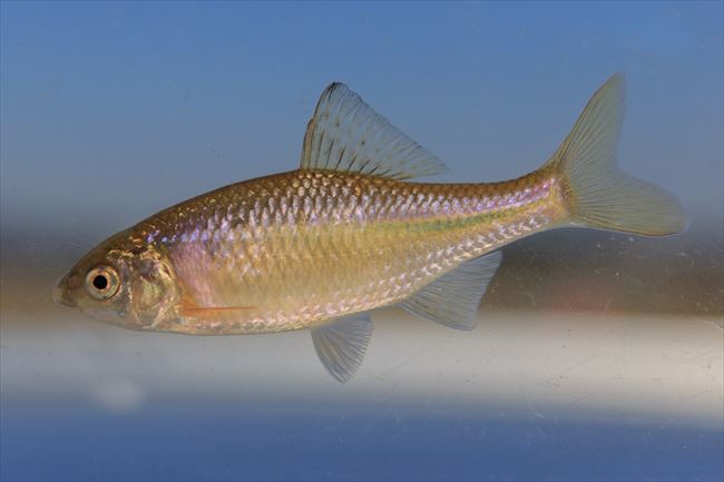 タナゴなど日本の淡水魚の半分以上が絶滅危惧状態に Iucnがレッドリスト最新版を発表 ねとらぼ