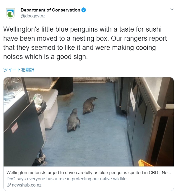 ニュージーランドの寿司屋にペンギン2匹が侵入 警察が駆け付け無事保護される ねとらぼ