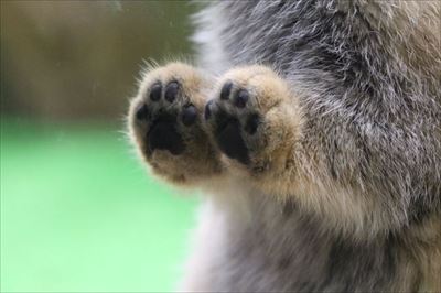 反則 食べちゃいたい位かわいい 那須どうぶつ王国のマヌルネコの赤ちゃんがかわいすぎる壁ドンを披露する 1 2 ページ ねとらぼ