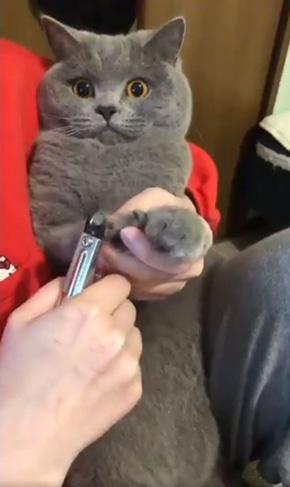 爪切り ネコ