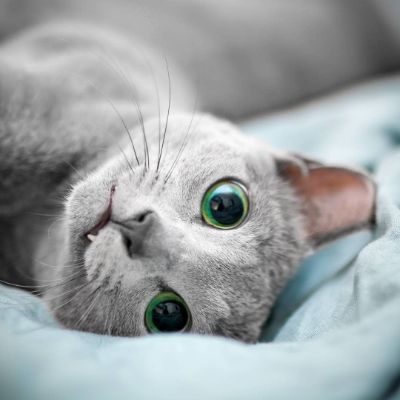 宝石のような瞳に吸い込まれそう ロシアンブルーの美しいネコちゃんたちにうっとり ねとらぼ