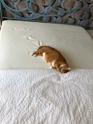 左上 歩いて 力尽きた 猫 ベッド あしあと ポーズ 寝姿 顔