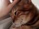 「寂しくてなりません」　藤原紀香、愛猫マーシャの旅立ちを報告　18歳の誕生日が命日に