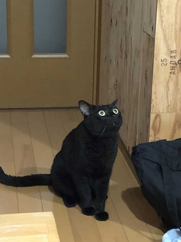 ニャンだあれは 飛んでいるドローンを初めて見た黒猫ちゃんの真ん丸お目々がかわいい ねとらぼ