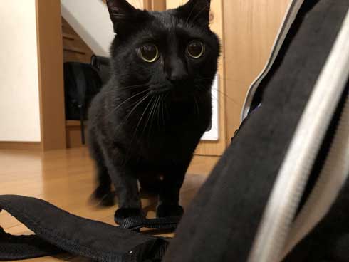 ドローン 初めて見た 猫 黒猫 目 まるい 瞳 ジジ