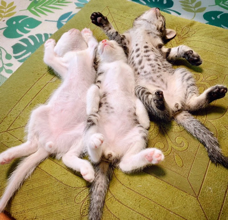 頭を上にして眠る子猫たち