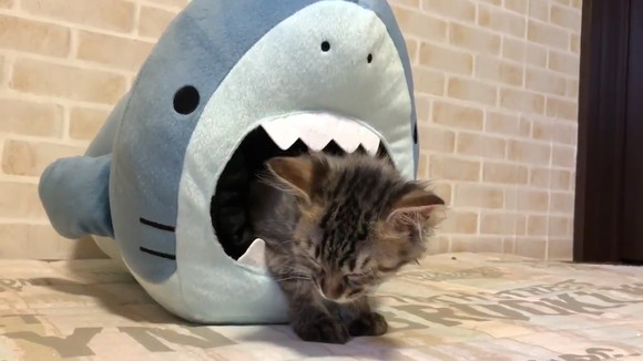 子猫 こっくり こっくり サメ サメに食べられそうな危機的状況の中 睡魔と戦う子猫ちゃん ねとらぼ
