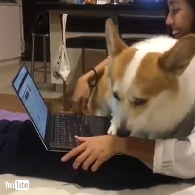 Dog won't let owner work