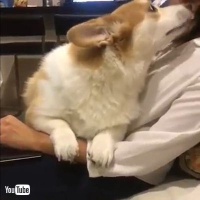 Dog won't let owner work