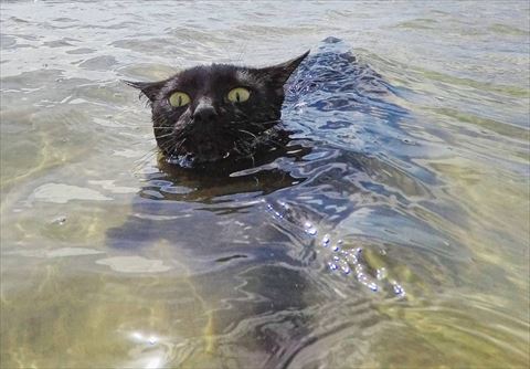 気持ちいいにゃ 得意の猫かきで海水浴を楽しむ黒猫ちゃん ねとらぼ