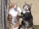 突然の猫パンチに「にゃんでやねん！」のツッコミパンチ　漫才コンビみたいな猫兄弟がほっこりかわいい
