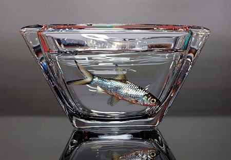 これが絵 グラスの中の魚がまるで本物 ハイパーリアルな絵画が注目を集める ねとらぼ