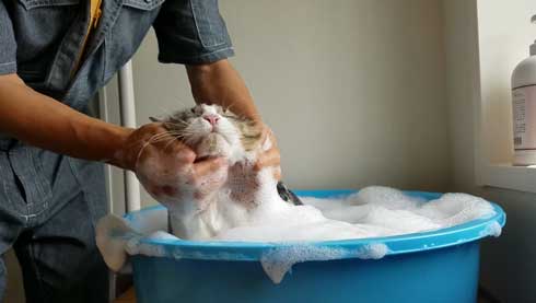 さすがの貫禄 大きめな ボス猫 のお風呂が終始リラックスモード ねとらぼ