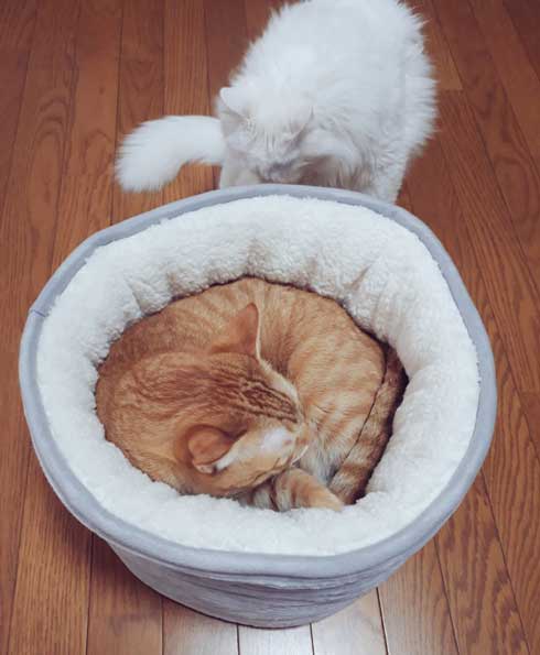 ニトリのベッドで寝る猫ちゃんの寝顔が天使 湯船につかってうたた寝しているようなポーズが幸せそう ねとらぼ