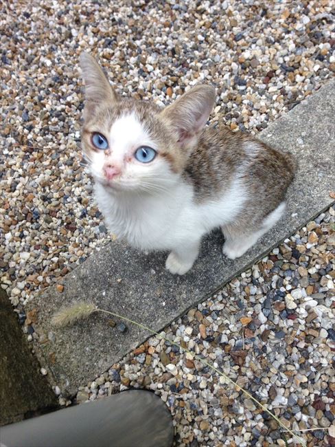 美猫に育ったニャ 野良だった猫ちゃんの現在の姿から飼い主さんの愛情が伝わってくる ねとらぼ