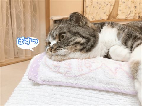 かわいいお尻が落ちそうですよ ベッドから はみ出し寝 で爆睡する猫ちゃんのバランス感覚がすごい ねとらぼ