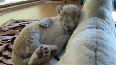 秋吉台サファリランド　ライオンの赤ちゃん