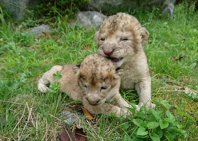 すやすやタイム に癒やされる 秋吉台サファリランド で生まれたライオンの赤ちゃんがとにかくかわいい ねとらぼ