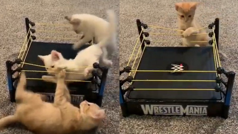 3匹の子猫がリングで大乱闘 最高にキュートなプロレスが始まる ねとらぼ