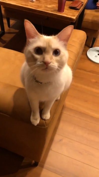 猫語がわかる方いらっしゃいませんか 何かを一生懸命訴えてくるネコちゃんの心を知りたい ねとらぼ