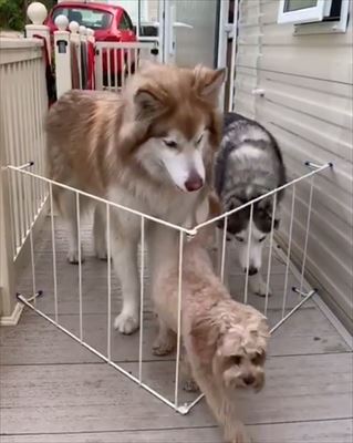 自分の大きさわかってない 小型犬の真似をして柵の隙間を抜けようとしたマラミュートがかわいい ねとらぼ