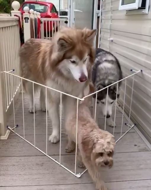 【どうぶつ】自分の大きさわかってない！　小型犬の真似をして柵の隙間を抜けようとしたマラミュートがかわいい