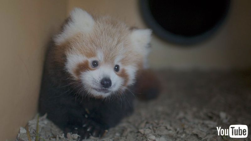 ちっちゃくてフワフワ すくすく成長中のレッサーパンダの赤ちゃんがかわいすぎる ねとらぼ