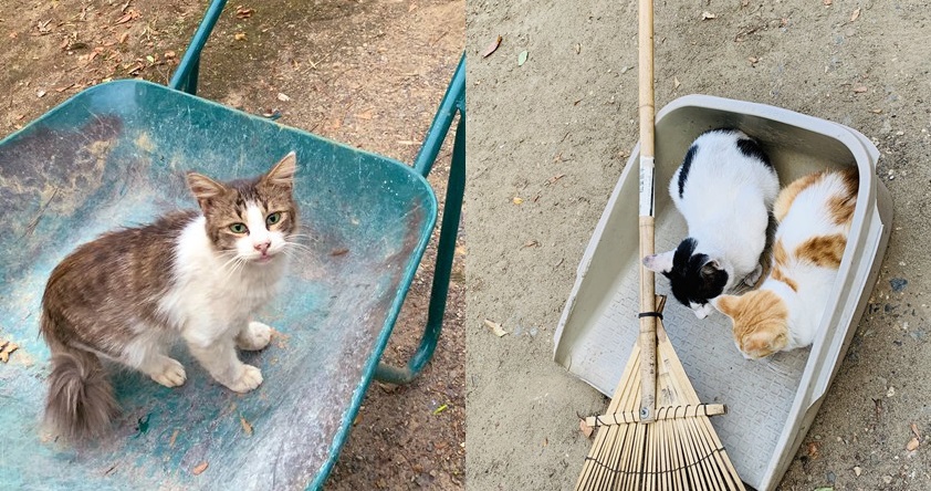 猫は邪魔するのが仕事だものね」 何かと農作業を邪魔してくる猫ちゃん 