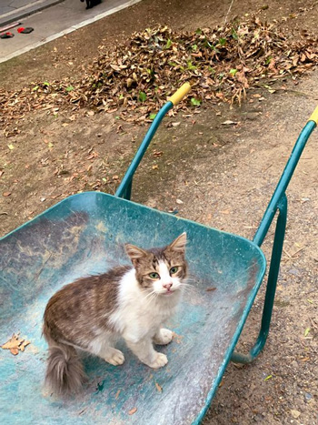 猫は邪魔するのが仕事だものね 何かと農作業を邪魔してくる猫ちゃんたちがかわいい ねとらぼ