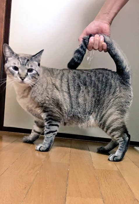 秋の新作ニャンドバッグ ニャにも入らないかわいさ全振りのネコ好き専用バッグでみんなが笑顔 ねとらぼ